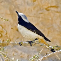 Kara Sırtlı Kuyrukkakan